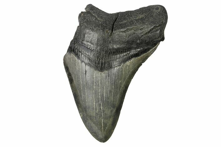 Bargain, Fossil Megalodon Tooth - South Carolina #169323